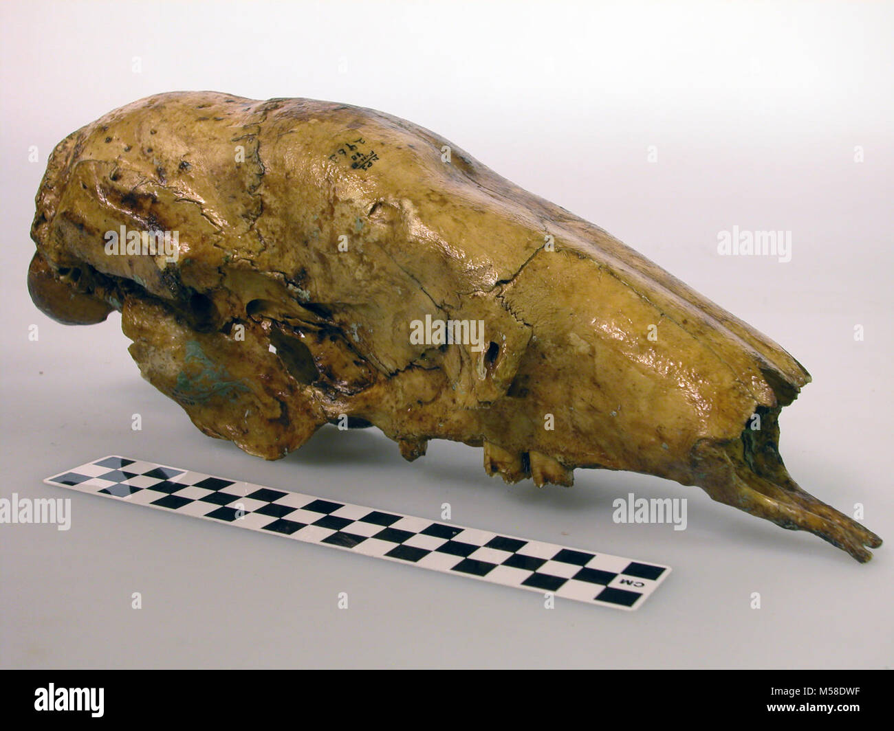 Bradipo cranio grca Grand Canyon Parco Nat. Massa SHASTA bradipo cranio. NOTHROTHERIOPS SHASTENSIS. Lunghezza 41,0 cm. Raccolti durante il 1936-1937. Osso è rivestito con SHELLACK. Foto Stock