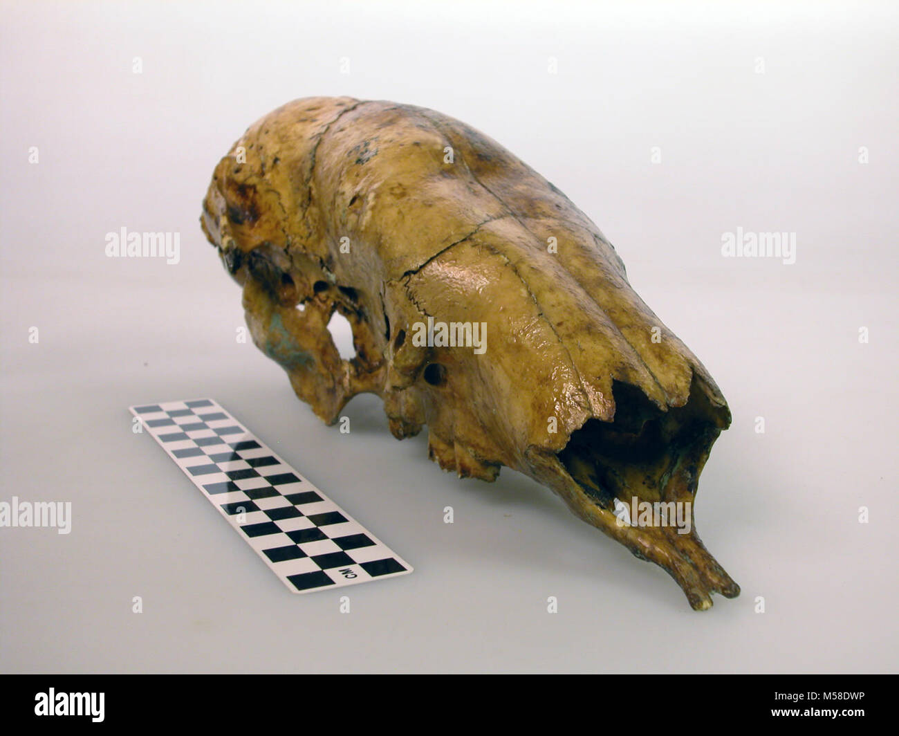 Bradipo cranio grca Grand Canyon Parco Nat. Massa SHASTA bradipo cranio. NOTHROTHERIOPS SHASTENSIS. Lunghezza 41,0 cm. Raccolti durante il 1936-1937. Osso è rivestito con SHELLACK. Foto Stock