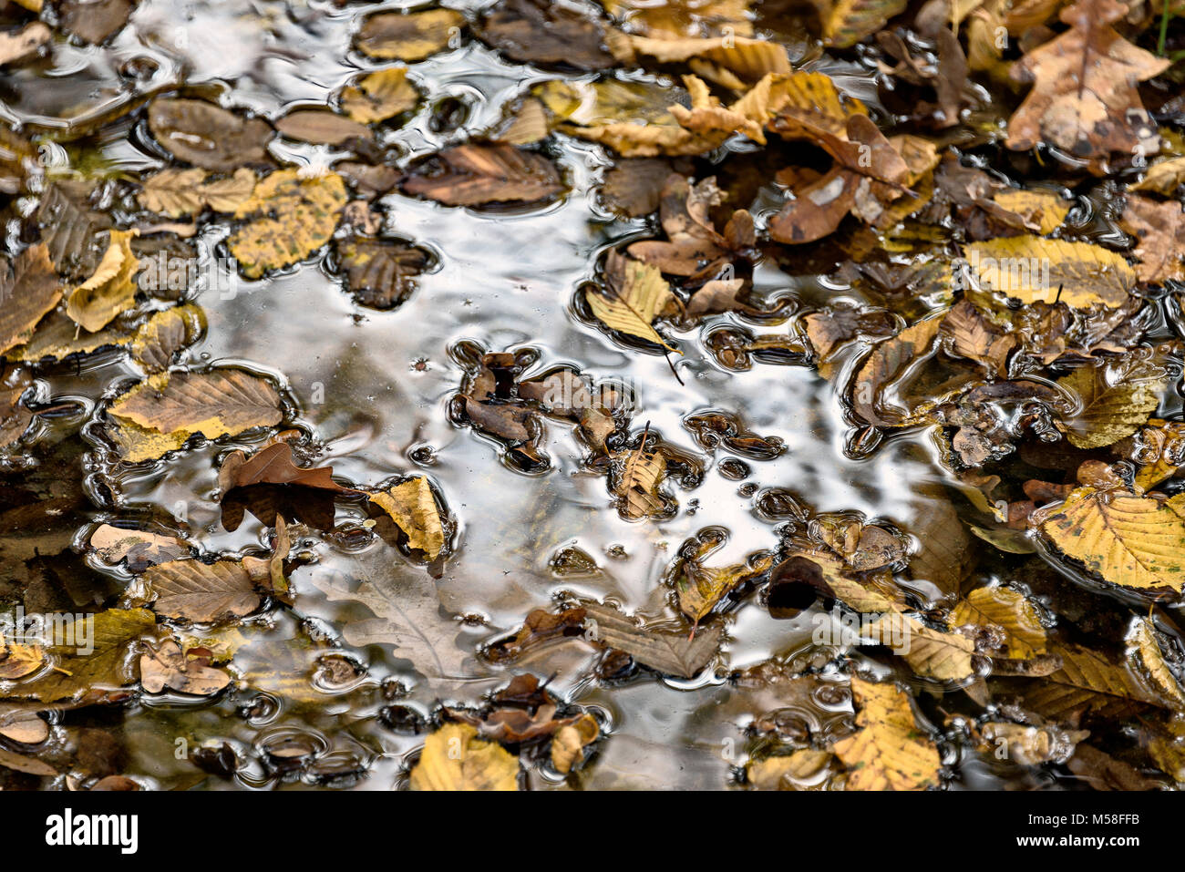 Paesaggi autunnali del sottobosco in Lombardia parco naturale Foto Stock