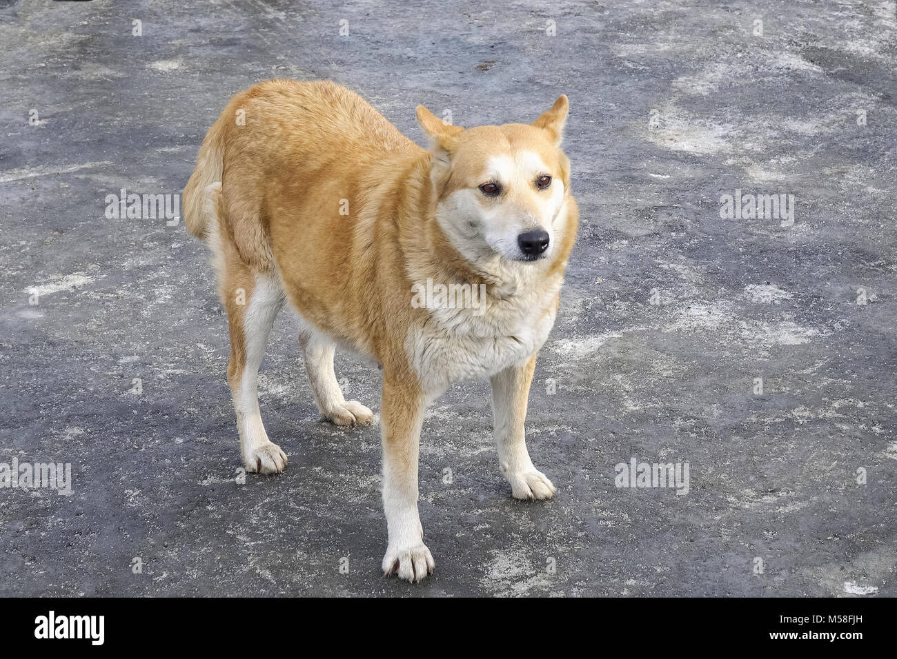 Ritratto di un triste cane rosso su uno sfondo di asfalto Foto Stock