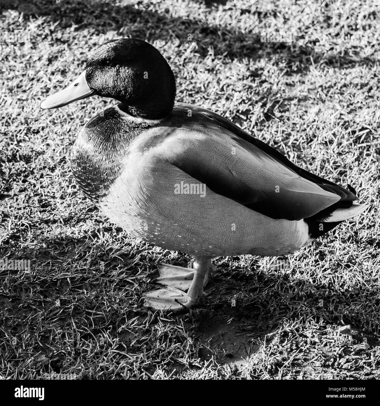 Maschio Mallard duck sul prato verde sotto ritratto vicino lago nero e bianco; essex; Inghilterra; Regno Unito Foto Stock