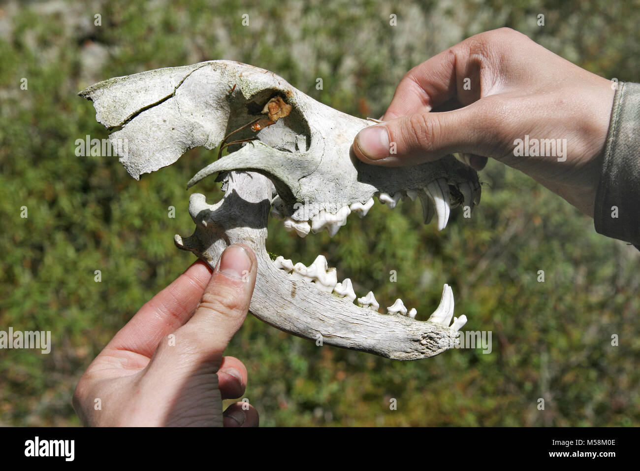 Vecchio cranio di un predatore di cane selvatico Foto Stock