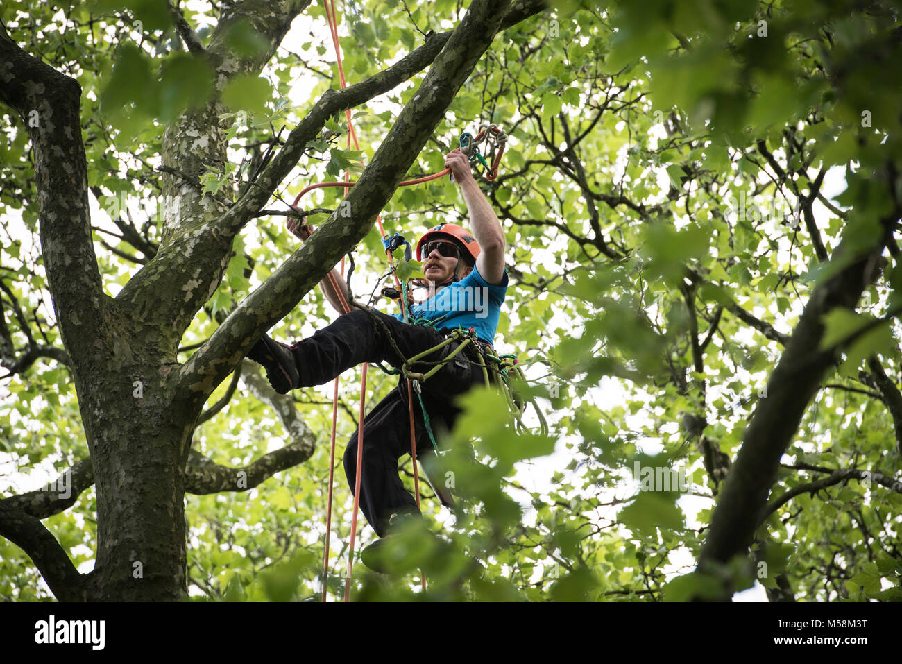 I Paesi Bassi. Rotterdam. 20-05-2017. Tree Climbing, campionato olandese. Foto Stock