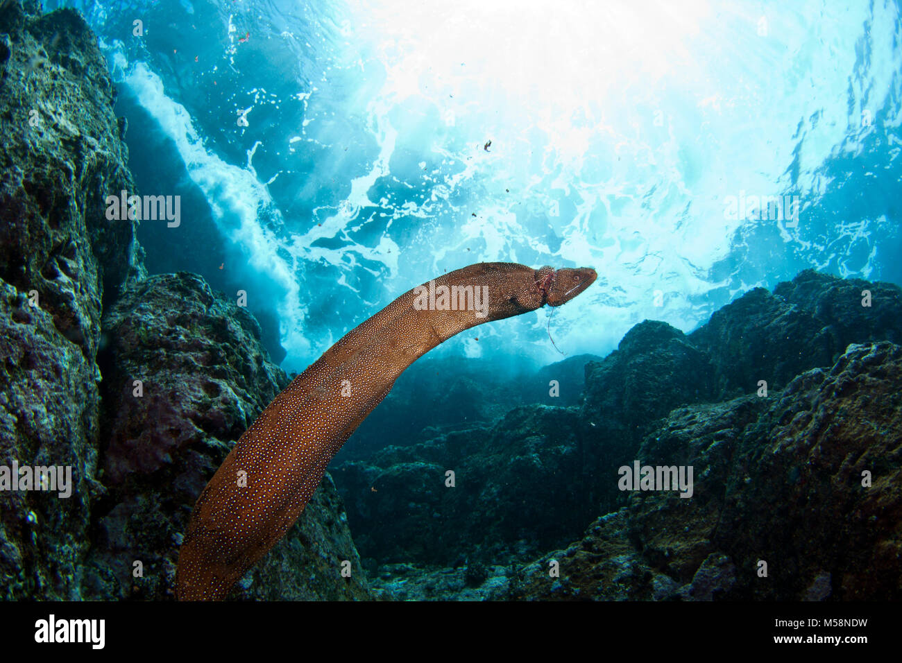 Le correnti marine si accumulano detriti nelle aree attorno all'oceano globale. Foto Stock