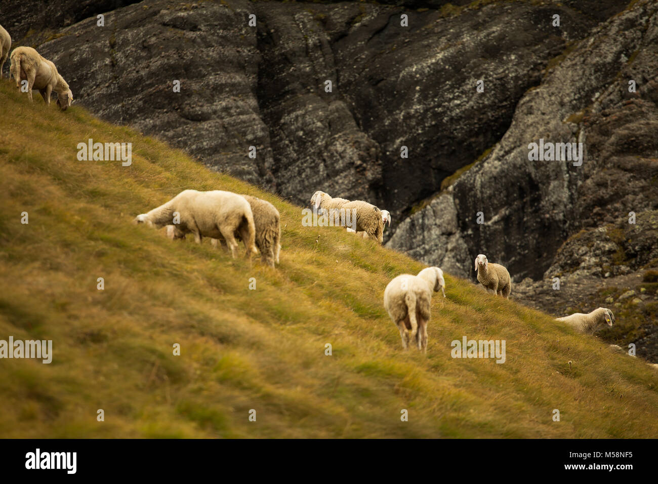 Fogli in un paesaggio delle Dolomiti Foto Stock