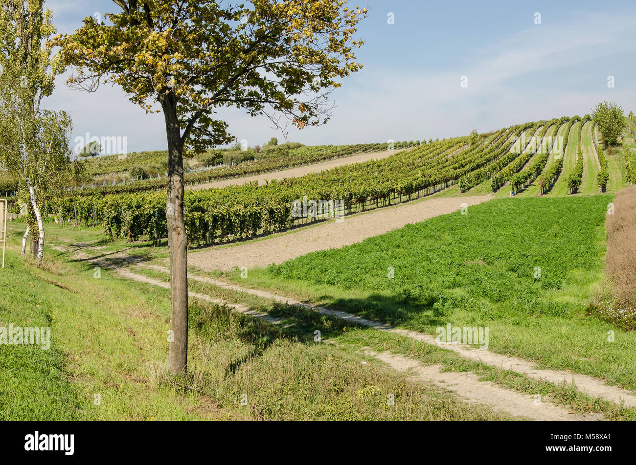 Il vino austriaco tutti gli appassionati del Weinviertel. Ma oggi il più grande vino austriaco crescente regione si sta lentamente guadagnando anche il riconoscimento internazionale Foto Stock