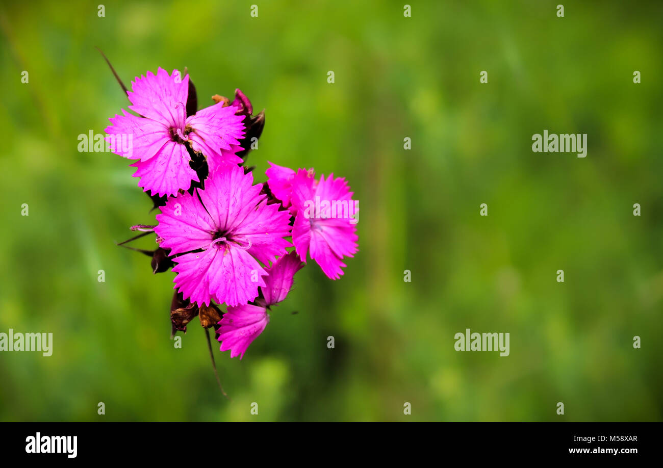 In prossimità di fiori di Dianthus genere. Il luminoso e splendidi colore rosa crea un grande contrasto dal verde di prati dietro. Foto Stock