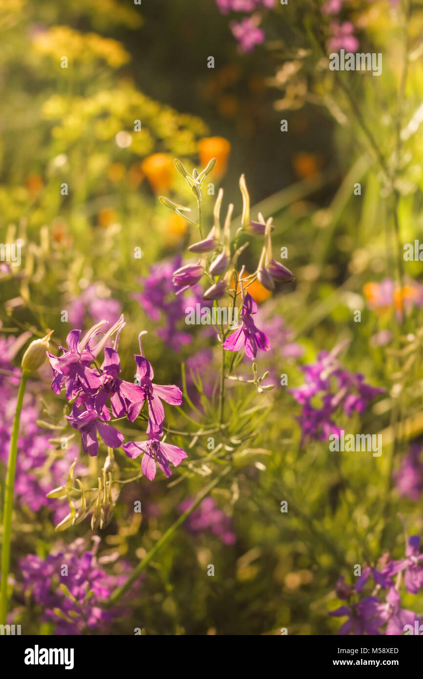 Estate fiori lilla nella soleggiata felice meteo Foto Stock