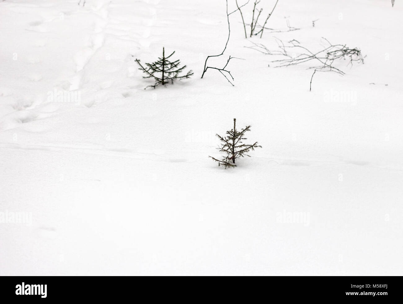 È un piccolo grazioso herringbones in inverno nevoso foresta a nuvoloso meteo Foto Stock