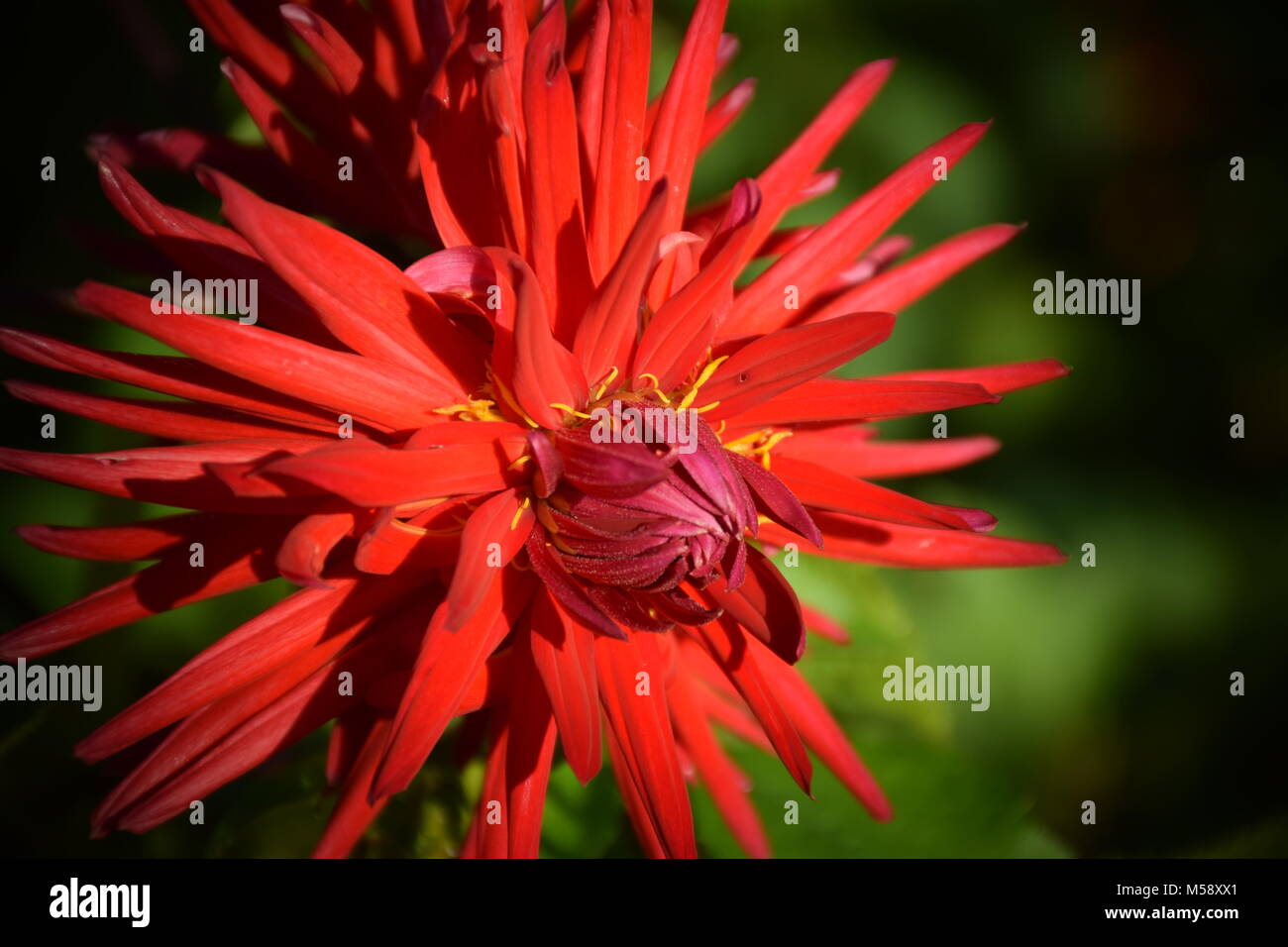 Rosso Fiore Dahlia in una giornata di sole in giardino. Stock Photo Foto Stock