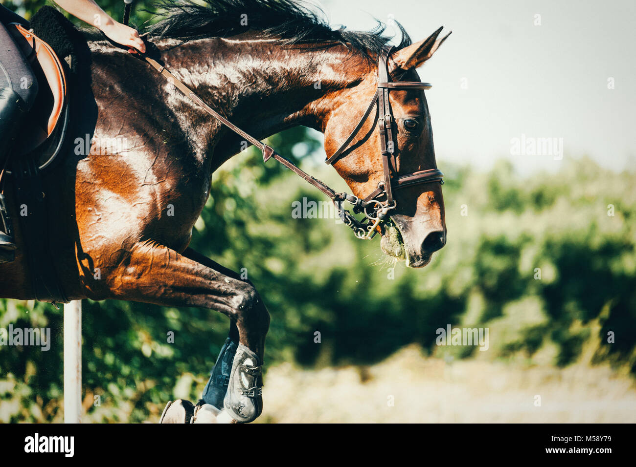 Foto di equitazione jumping sopra un ostacolo Foto Stock