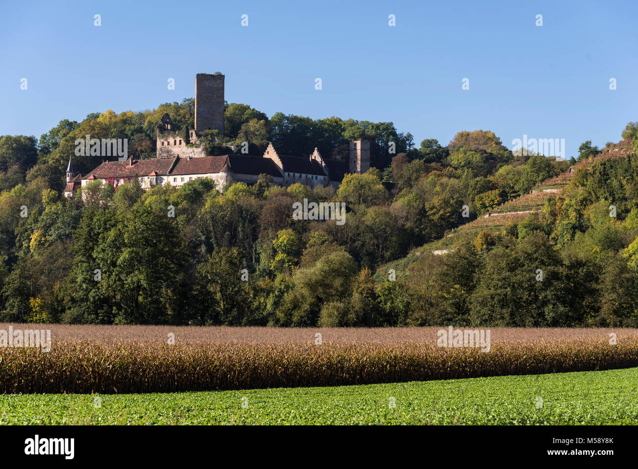 Burgruine Ehrenberg bei Gundelsheim, Baden-Württemberg, Deutschland, Europa Foto Stock