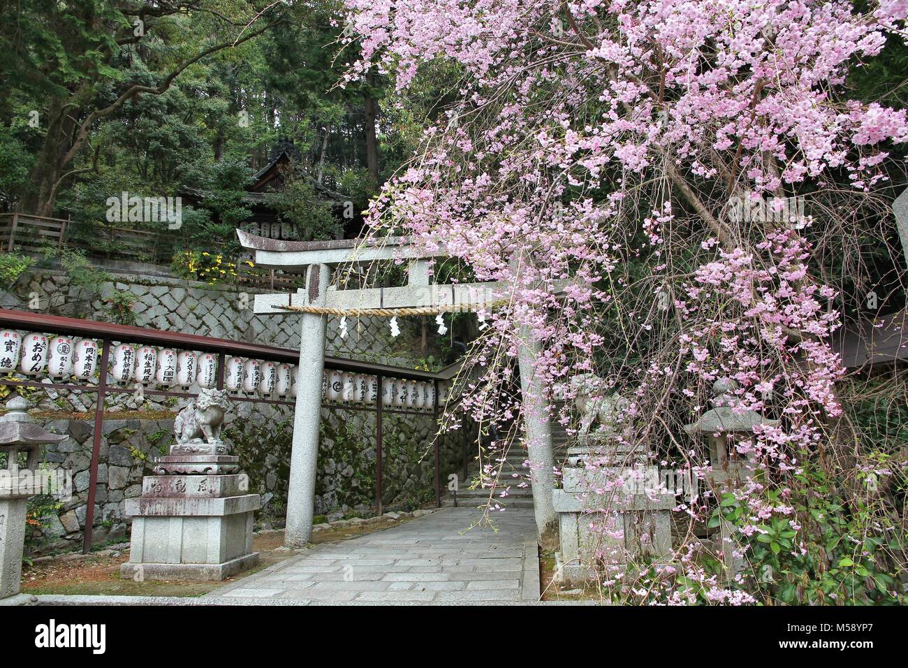 KYOTO, Giappone - 16 Aprile 2012: Hachi Santuario con fiori di ciliegio a Kyoto, in Giappone. Il santuario si trova a Ginkakuji motivi in Sakyo-ku distretto di K Foto Stock
