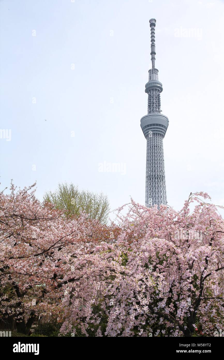 TOKYO, Giappone - 13 Aprile 2012: Tokyo Skytree torre in Giappone di rosa fiori di ciliegio. È il secondo edificio più alto del mondo, 634m di altezza. Foto Stock