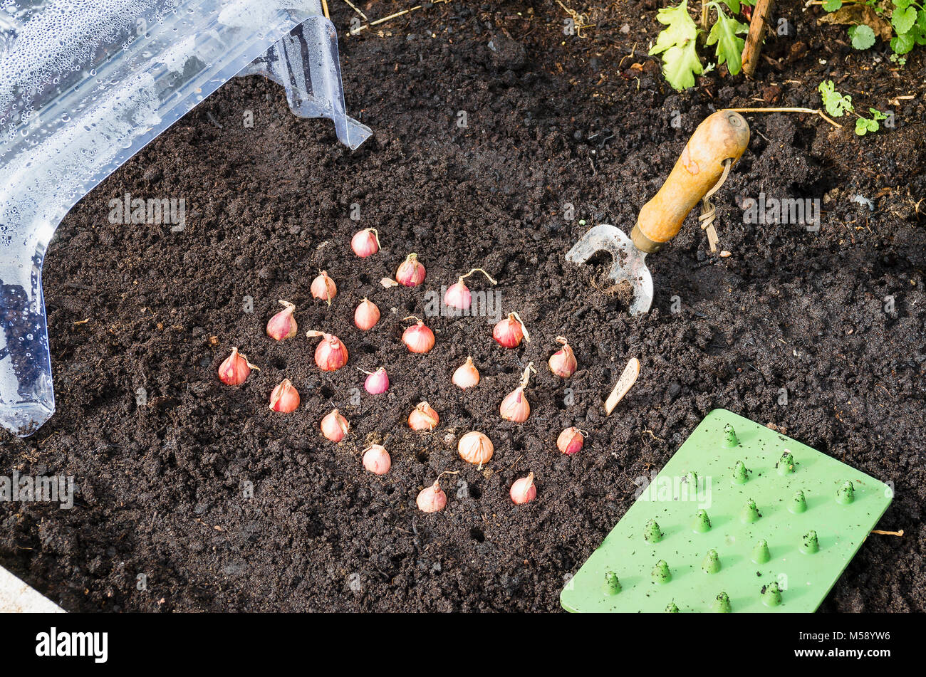 Onion imposta piantato vicino insieme per crescere le radici iniziale in modo tale che essi sono ancorati contro attacchi di uccelli quando in ultima analisi piantati per la crescita finale Foto Stock