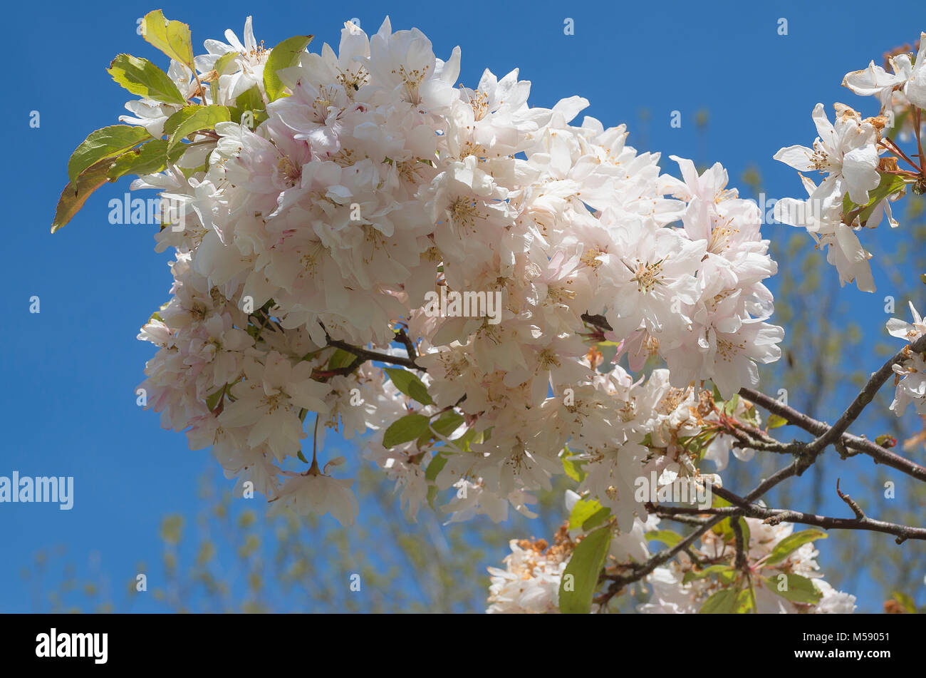 Fiore bianco di Malus Katherine nel maggio nel Regno Unito Foto Stock