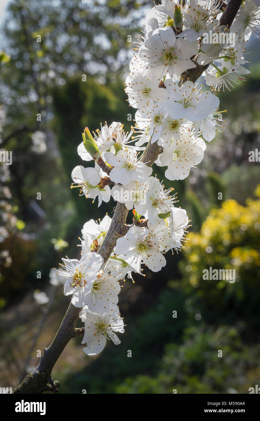 Fioritura blossom su un giovane susino varietà giubileo in un privato giardino inglese in primavera Foto Stock