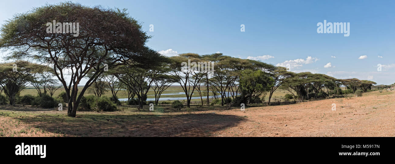 Foresta di Acacia sulla banca del fiume Chobe in Botswana Foto Stock