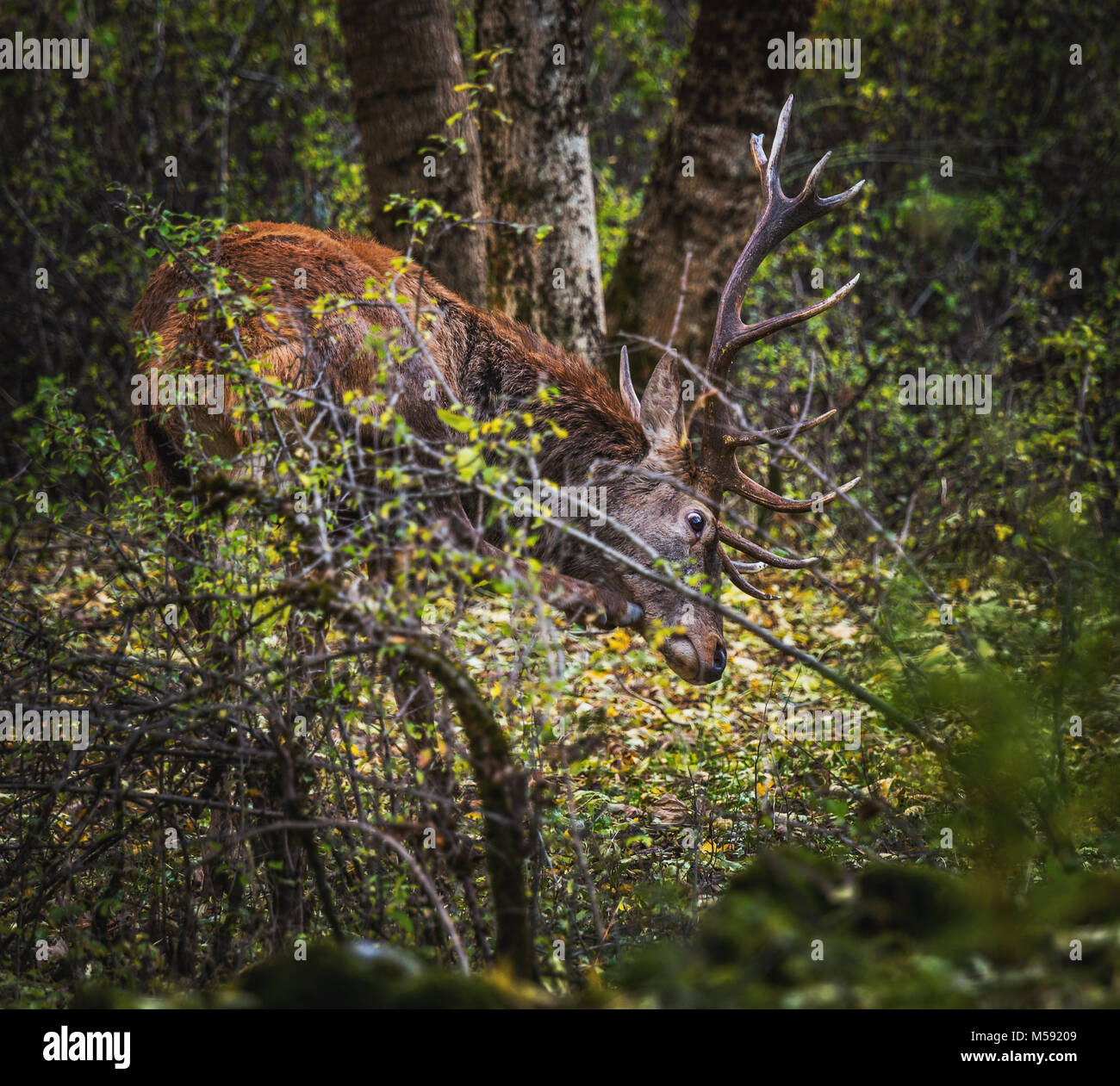 Deer graffiare, Abruzzo Foto Stock