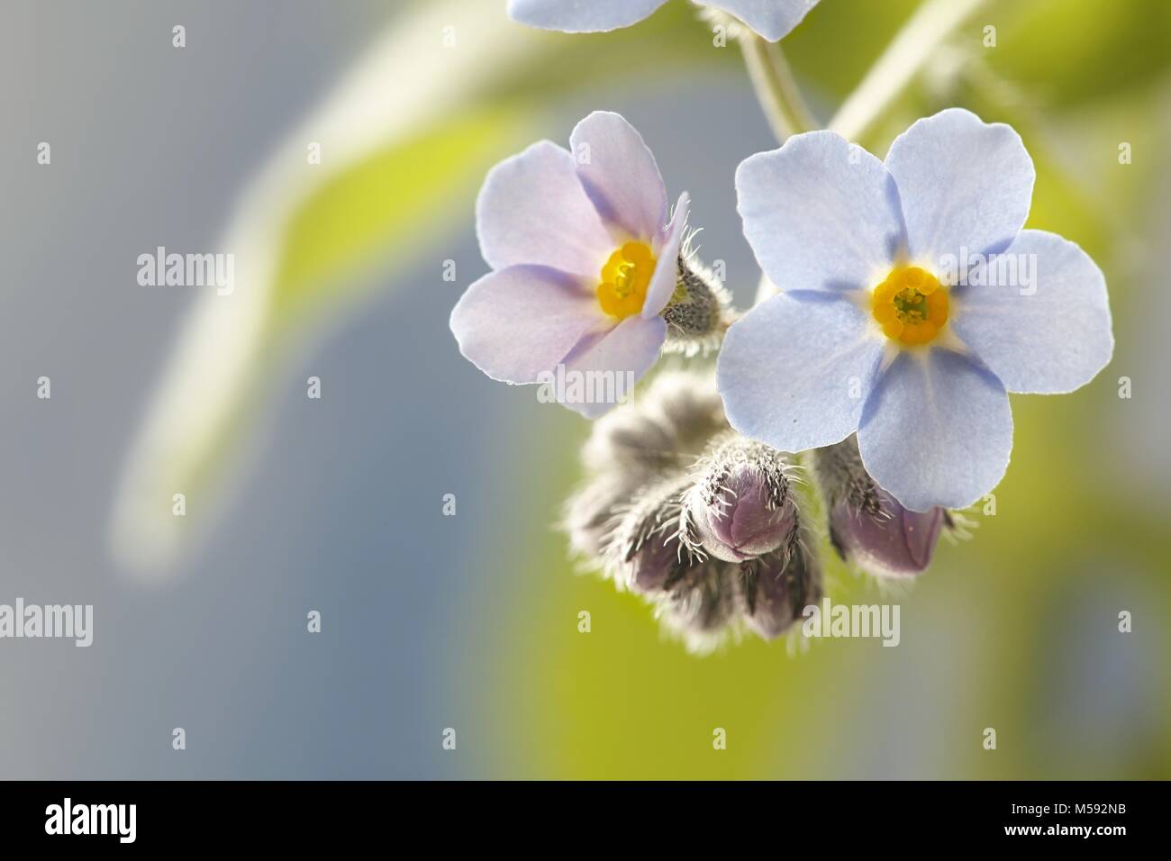 Dimenticare di bosco-me-non, Myosotis sylvatica Foto Stock