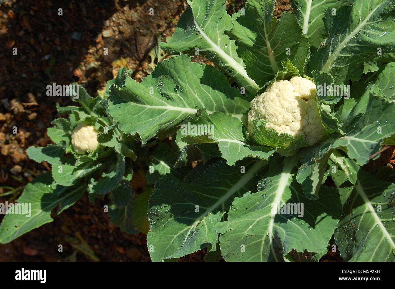 Cavoli freschi coltivati nel giardino biologico Foto Stock
