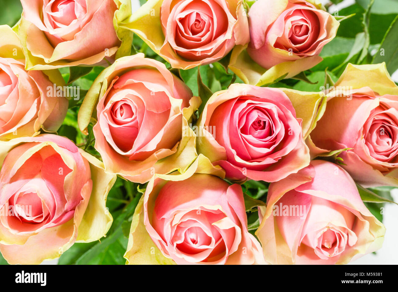 Le rose. Fiori di Primavera Foto Stock