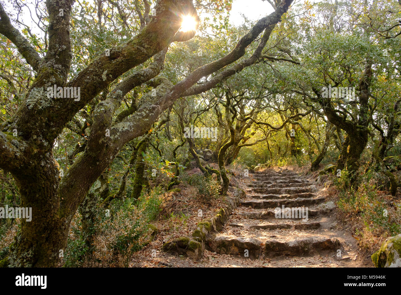 Bussaco Palace e Giardini (ora Bussaco Palace Hotel) ,circondato da 250 acri di bosco è stato originariamente piantato dai monaci carmelitani, vicino Luso, Porto Foto Stock