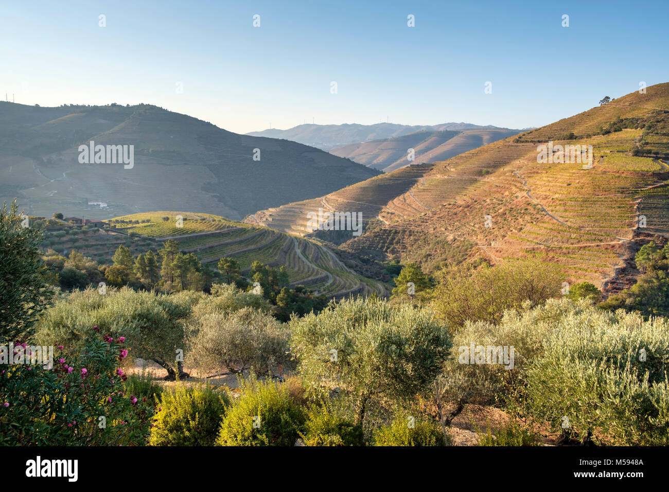 Paesaggio terrazzato vicino a Pinhao, Douro River Valley, Portogallo Foto Stock