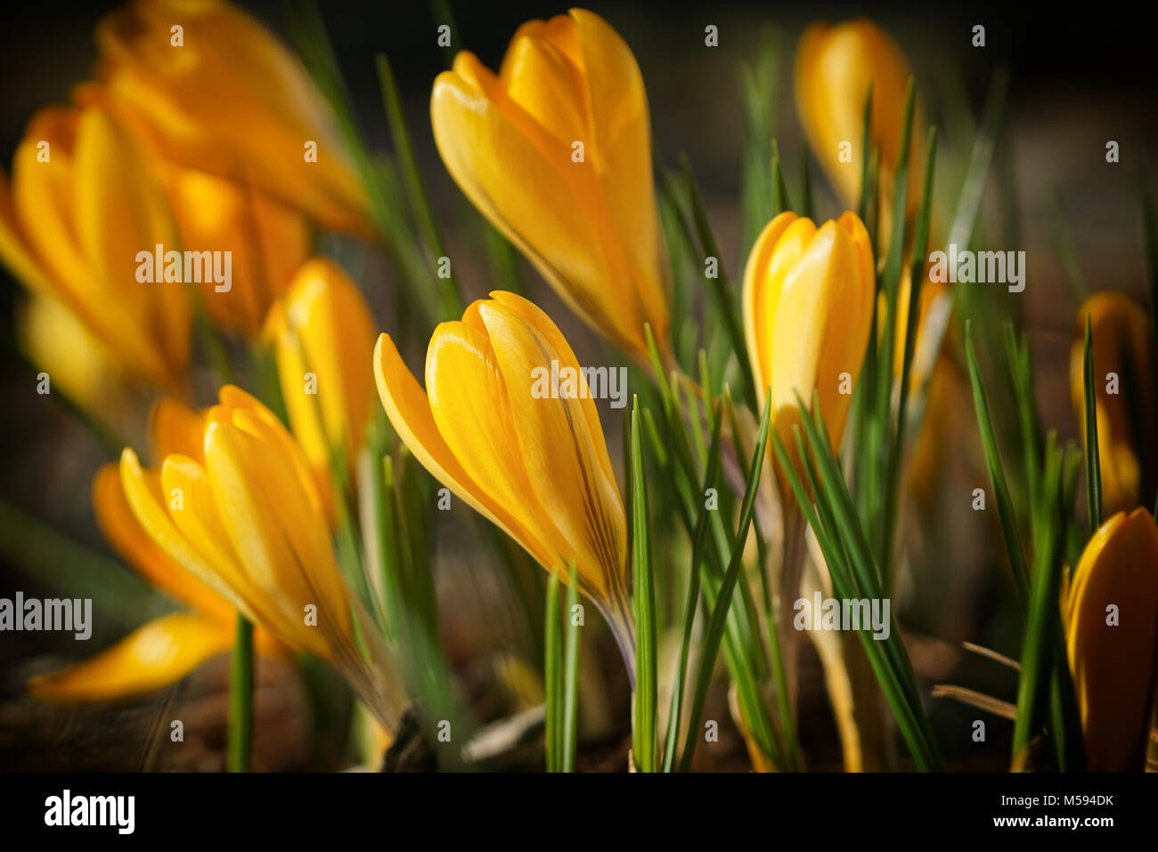 Aiuola di fiori di crocus, giardino dei fiori di primavera Foto Stock