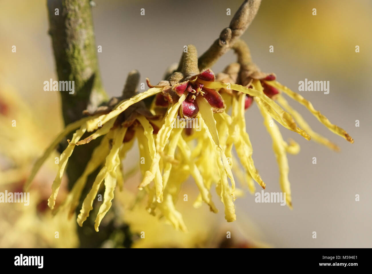 Amamelide ibrido, Hamamelis intermedia, i colori della primavera Foto Stock