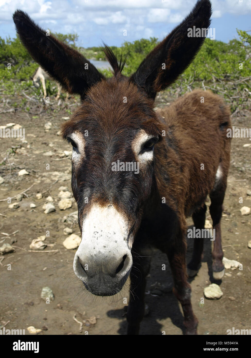 Naughty asino selvaggio ispezionare la macchina Foto Stock