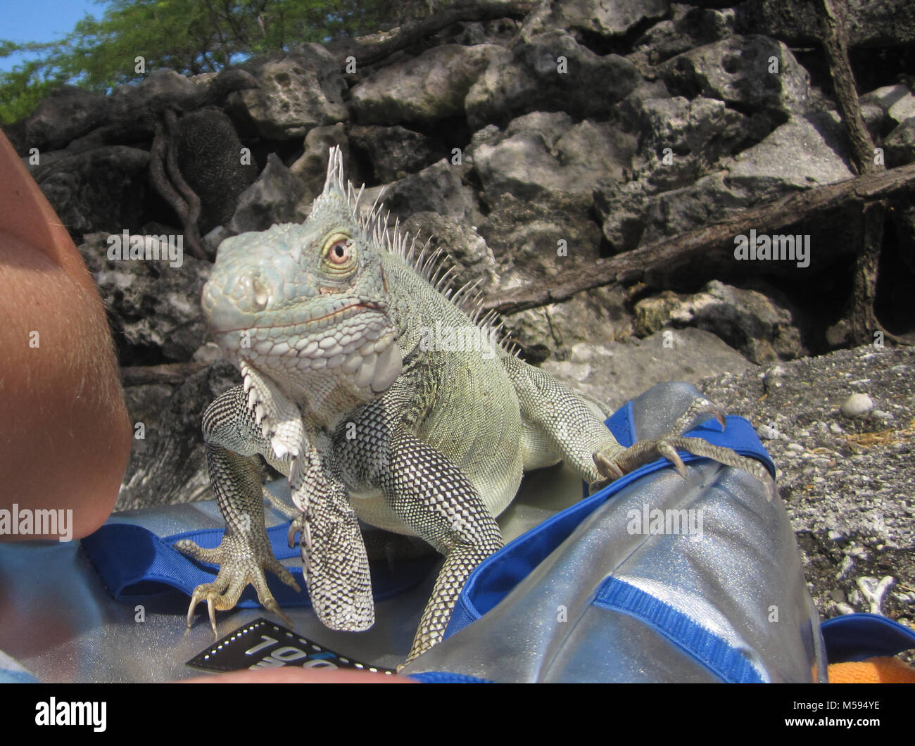 Iguana verde a Bonaire acquisisce picnic Foto Stock