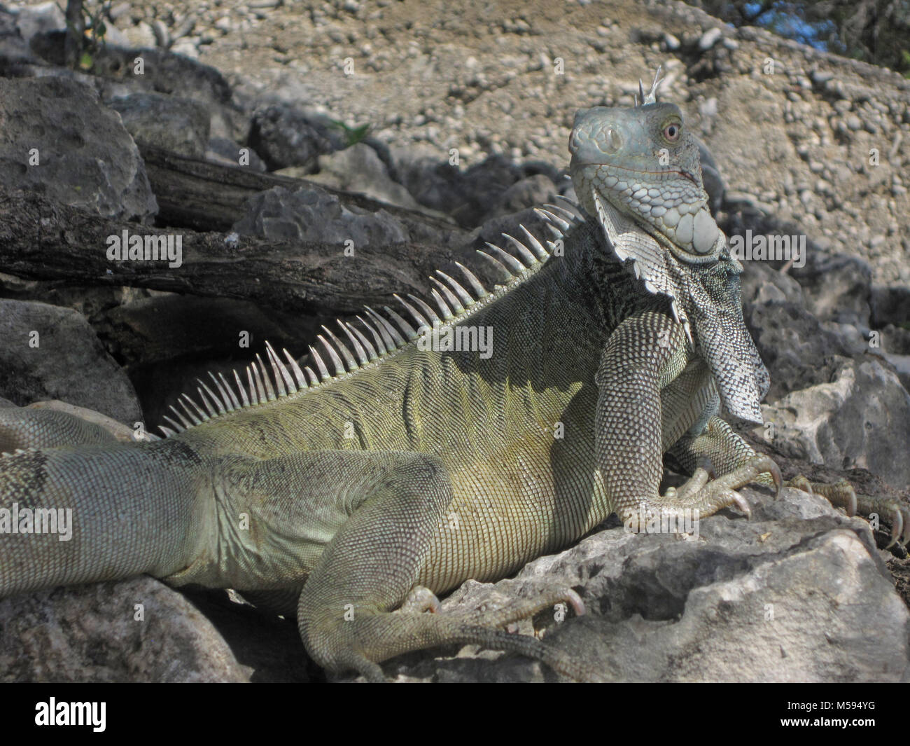 Iguana verde a Bonaire acquisisce picnic Foto Stock