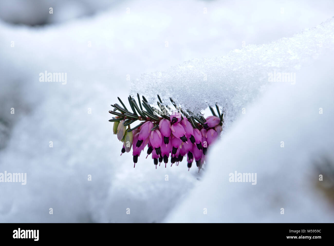 Coperto di neve e la brughiera di primavera in fiore Foto Stock