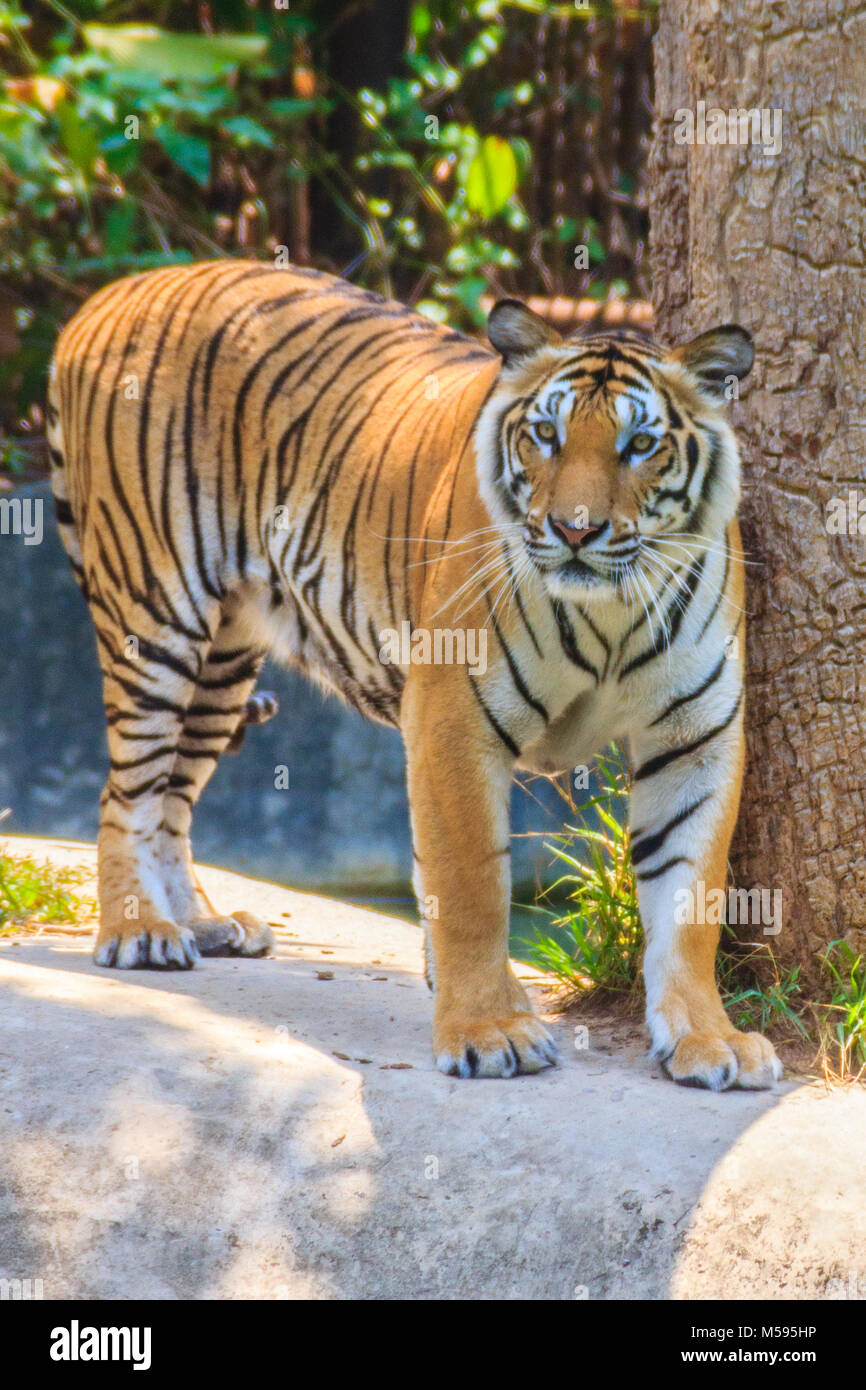 La tigre indocinese (Panthera tigris tigris), una tigre una popolazione che vive in Myanmar, Thailandia, Laos, Vietnam, Cambogia e sud-ovest della Cina. Esso Foto Stock