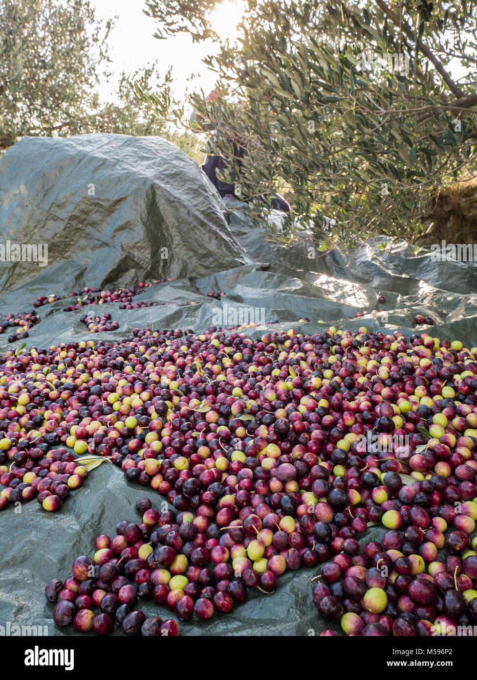 La raccolta delle olive a Plantation sulla giornata di sole Foto Stock