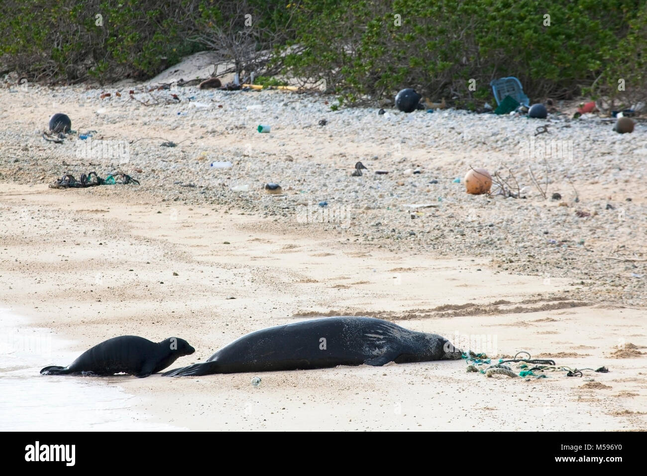Foca monaca hawaiana (Neomonachus schauinslandi) madre e bambino sull'isola del Pacifico settentrionale con detriti marini con corde e plastica lavata a riva Foto Stock