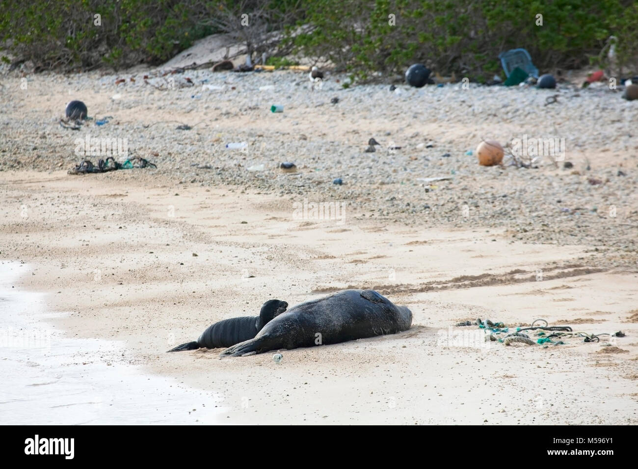 Hawaiian Foca Monaca (Neomonachus schauinslandi) la madre e il bambino sul Nord isola del Pacifico con detriti marini comprese funi e lavato in plastica a terra Foto Stock