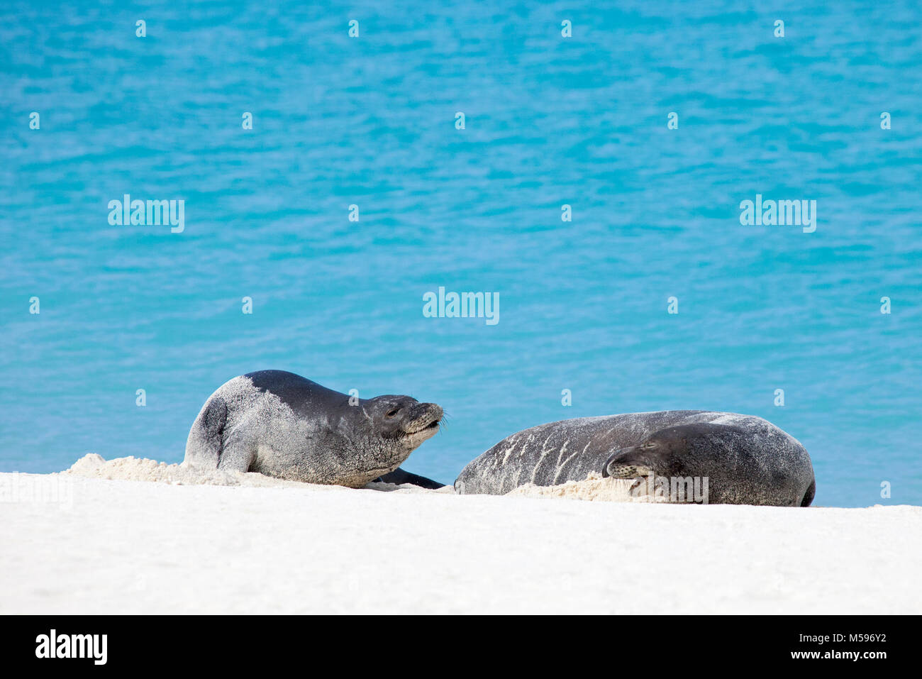 Le foche monache hawaiane si salutano a vicenda sull'atollo Midway in Papahanaumokuakea Marine National Monument (Neomonachus schauinslandi) Foto Stock