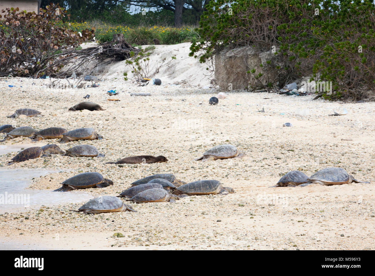 Tartarughe marine (Chelonia midas) e foche monaci hawaiane (Neomonachus schauinslandi) che si affacciano su una spiaggia dell'isola del Pacifico settentrionale Foto Stock