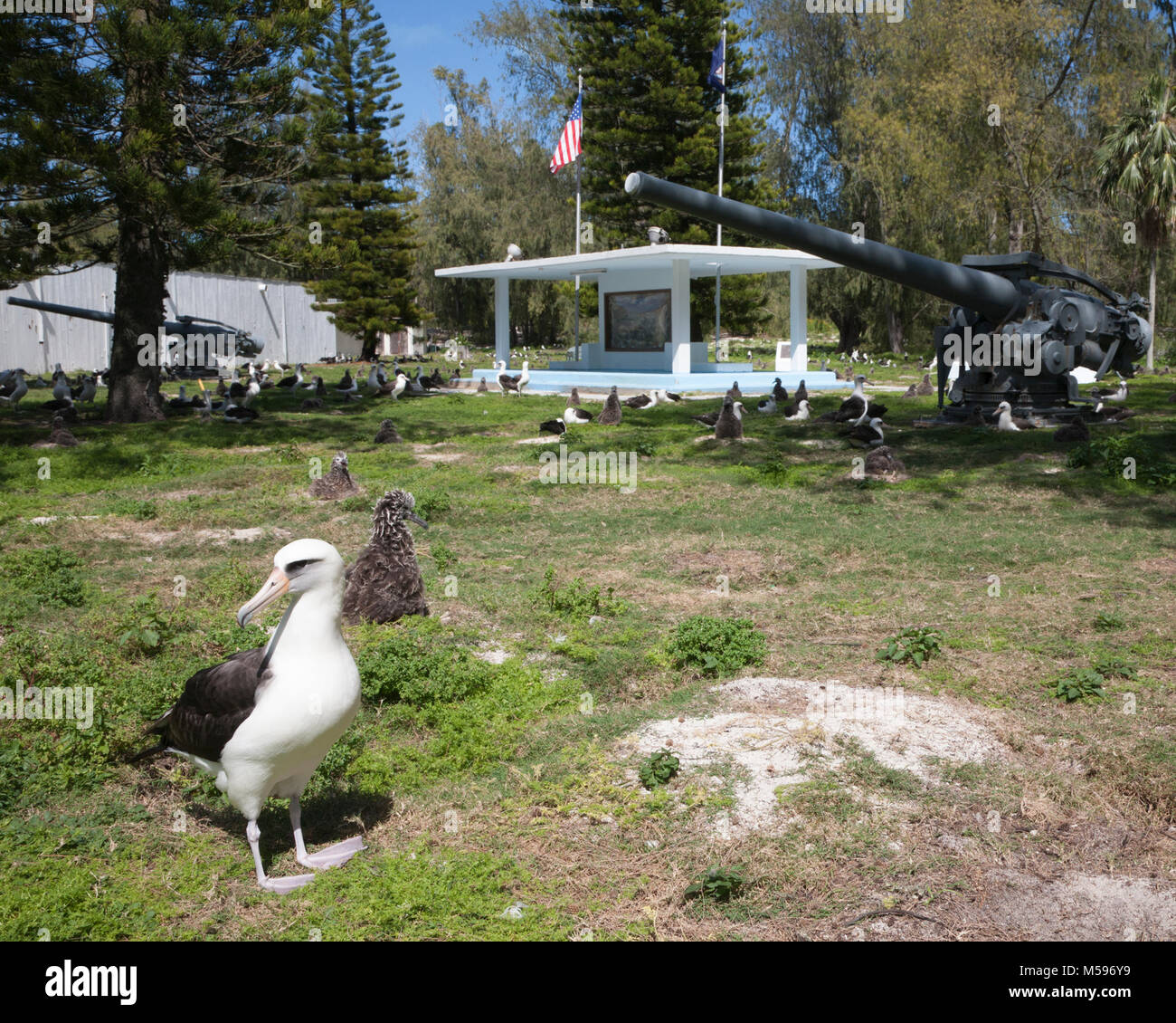 Laysan albatosses in un monumento statunitense e 5 pollici Naval Gun associato con la stazione aerea navale sul Midway Atoll dal 1942 al 1945 Foto Stock
