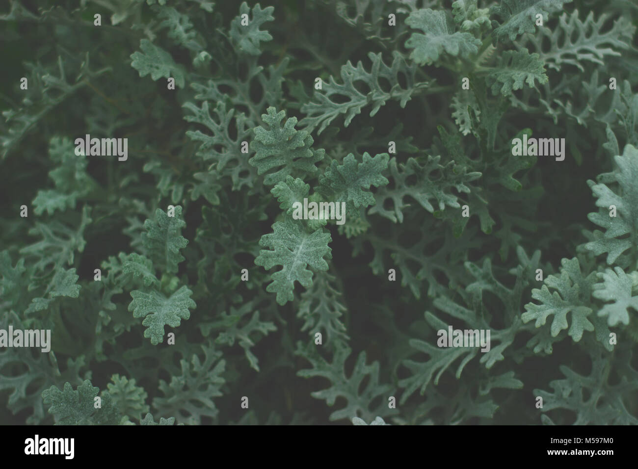 Piccola macchia verde in toni scuri; foglie di colore verde scuro sfondo; Foto Stock