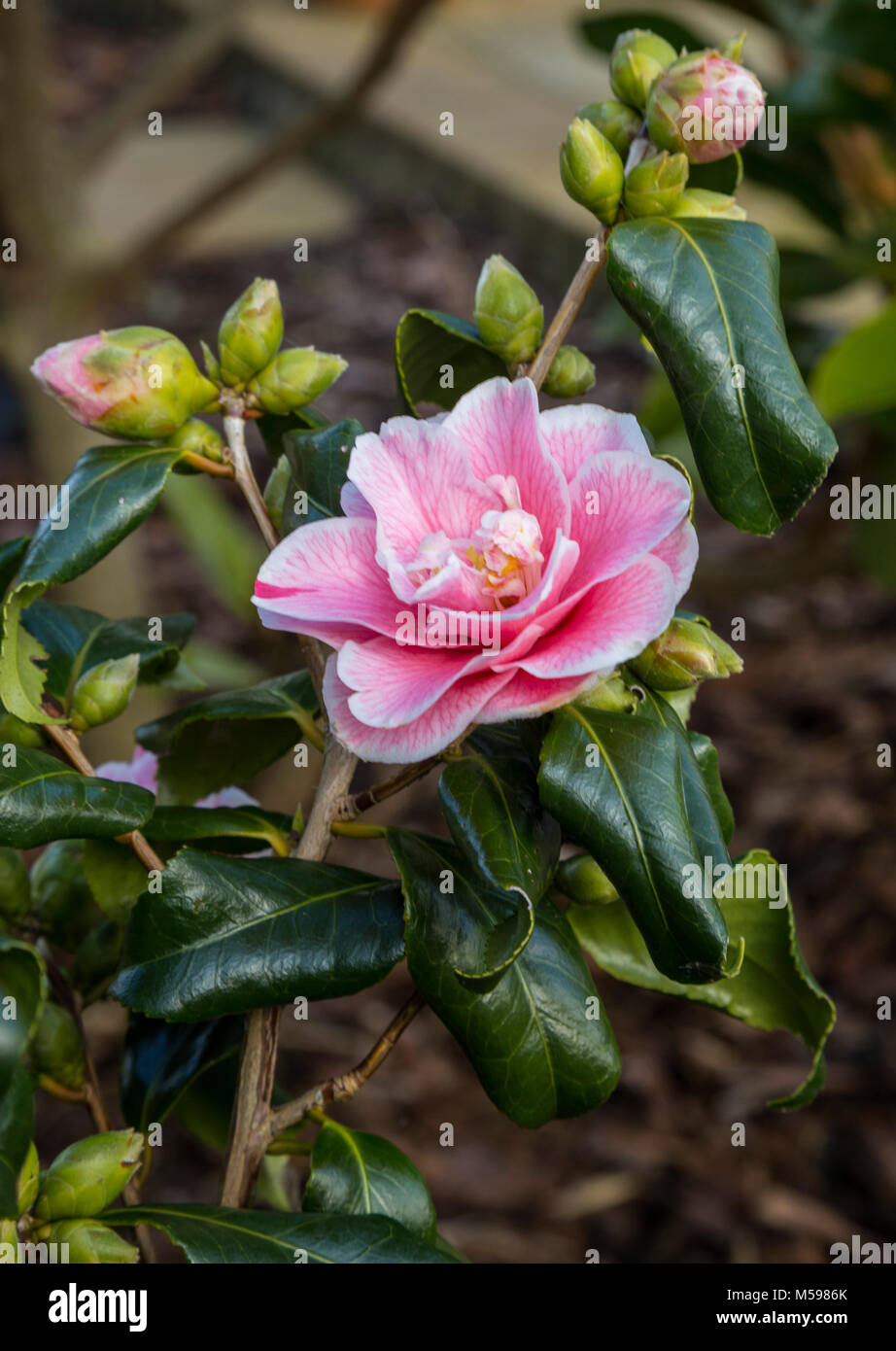 Camellia japonica Lady Vansittart in fiore, lascia che mostra alcuni leaf curl. Foto Stock
