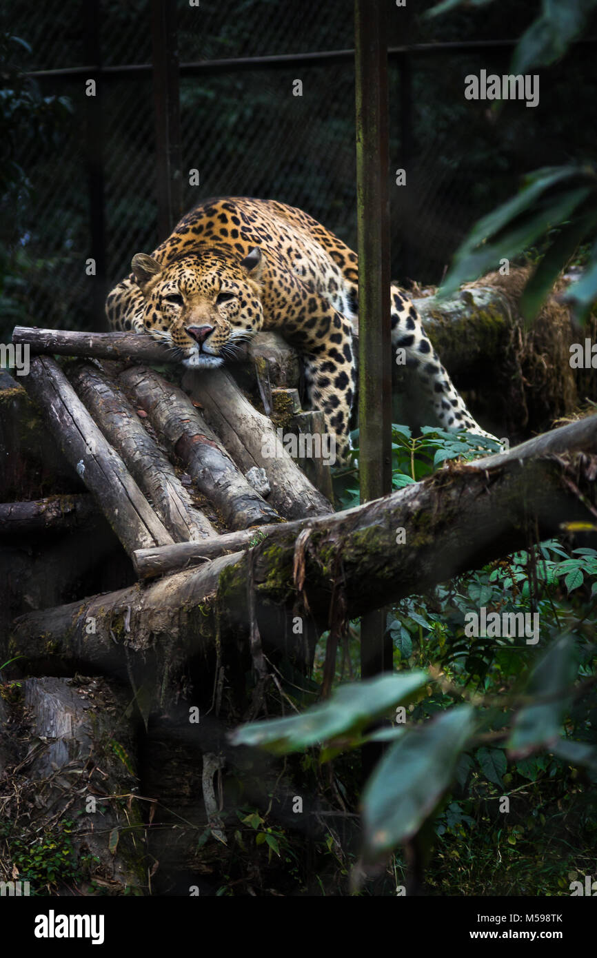 Il lazy tiger Foto Stock