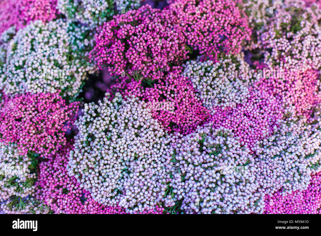 Molti piccoli boccioli di rosa fiori per un bouquet. Foto Stock