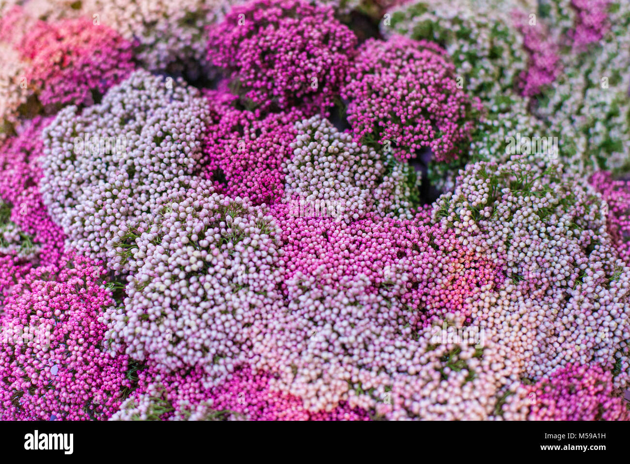 Molti piccoli boccioli di fiori di colore rosa vicino. Foto Stock