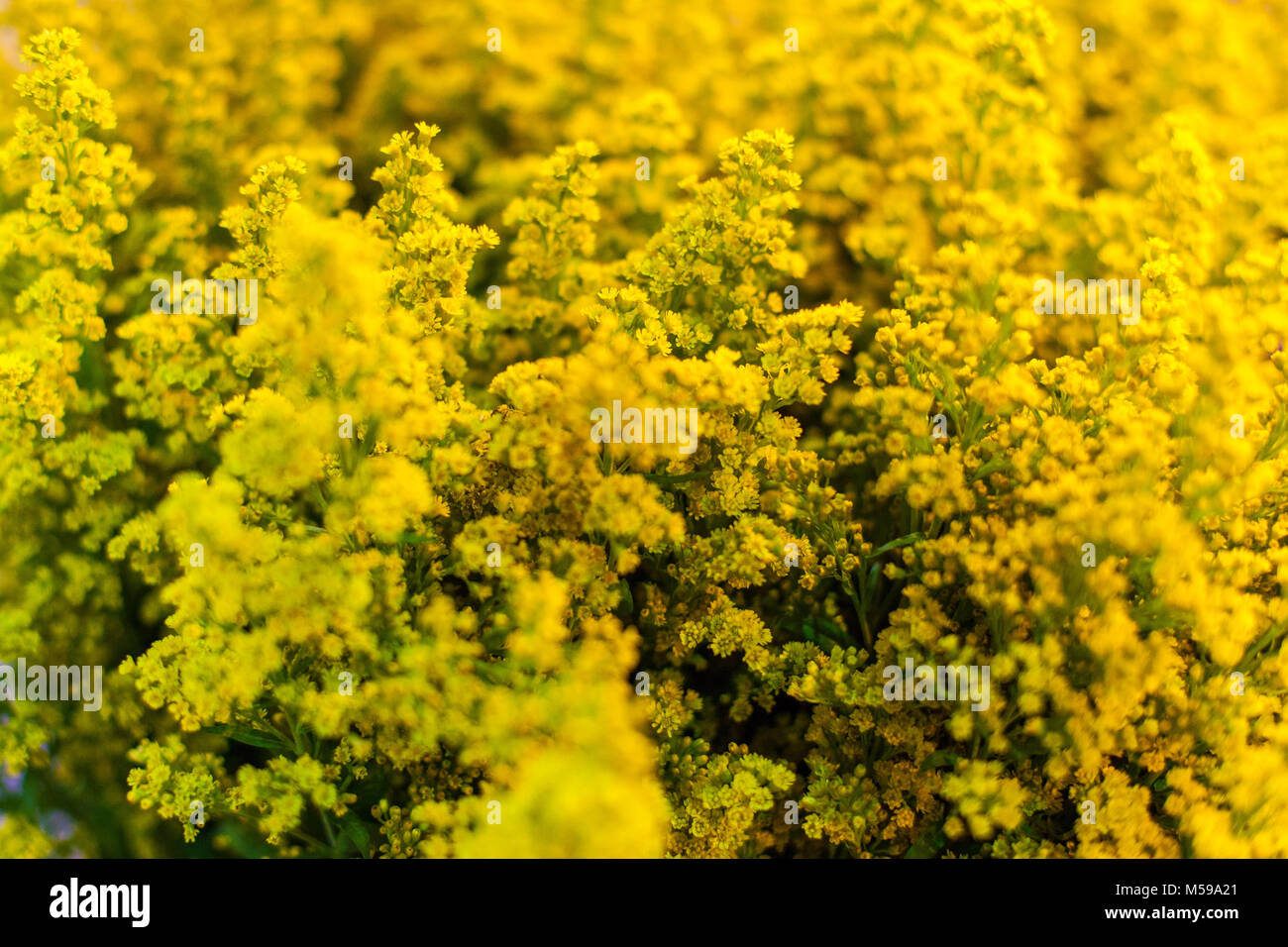 Bei fiori gialli per un bouquet close up. Foto Stock