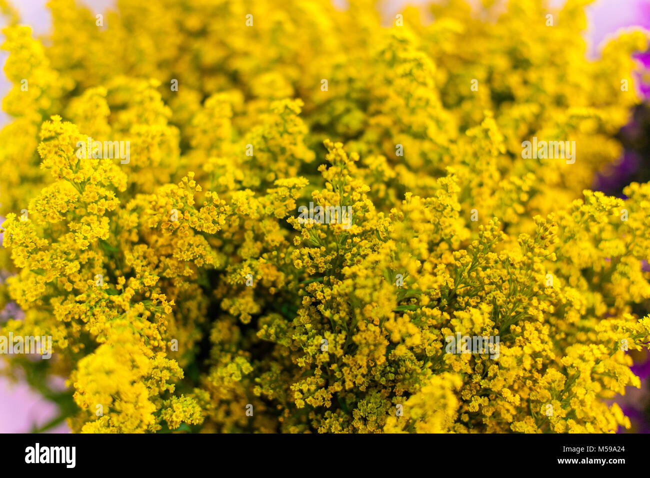 Rami fiori gialli per un bouquet close up. Foto Stock