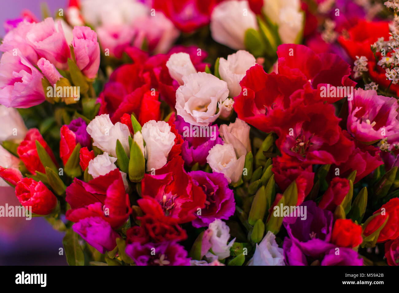Le gemme di bellissimi fiori multicolori per un bouquet close up. Foto Stock