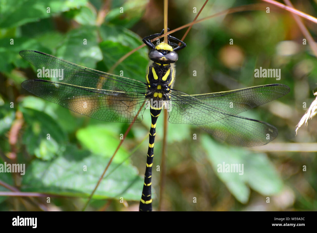 Beautiful golden inanellato dragonfly, il giallo e il nero dragonfly REGNO UNITO Foto Stock
